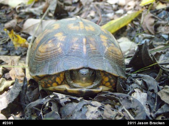 Eastern Box Turtle