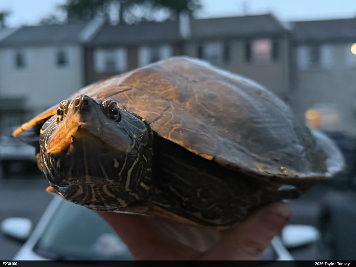 Northern Map Turtle