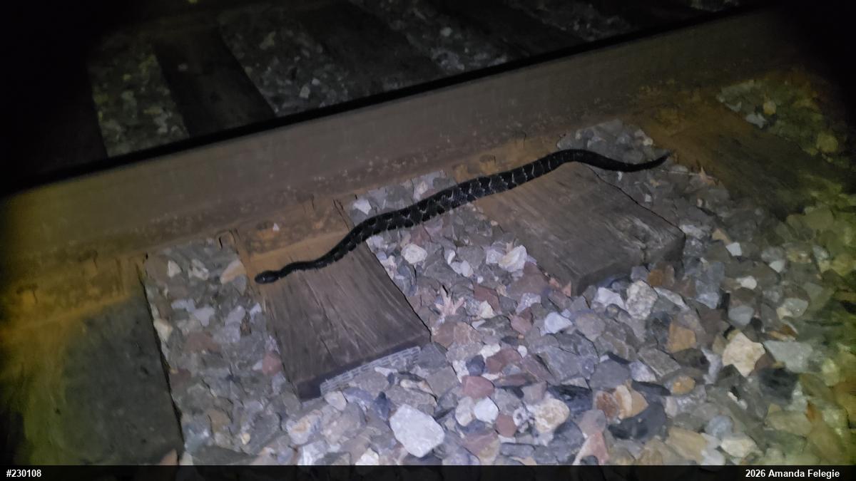 Timber Rattlesnake