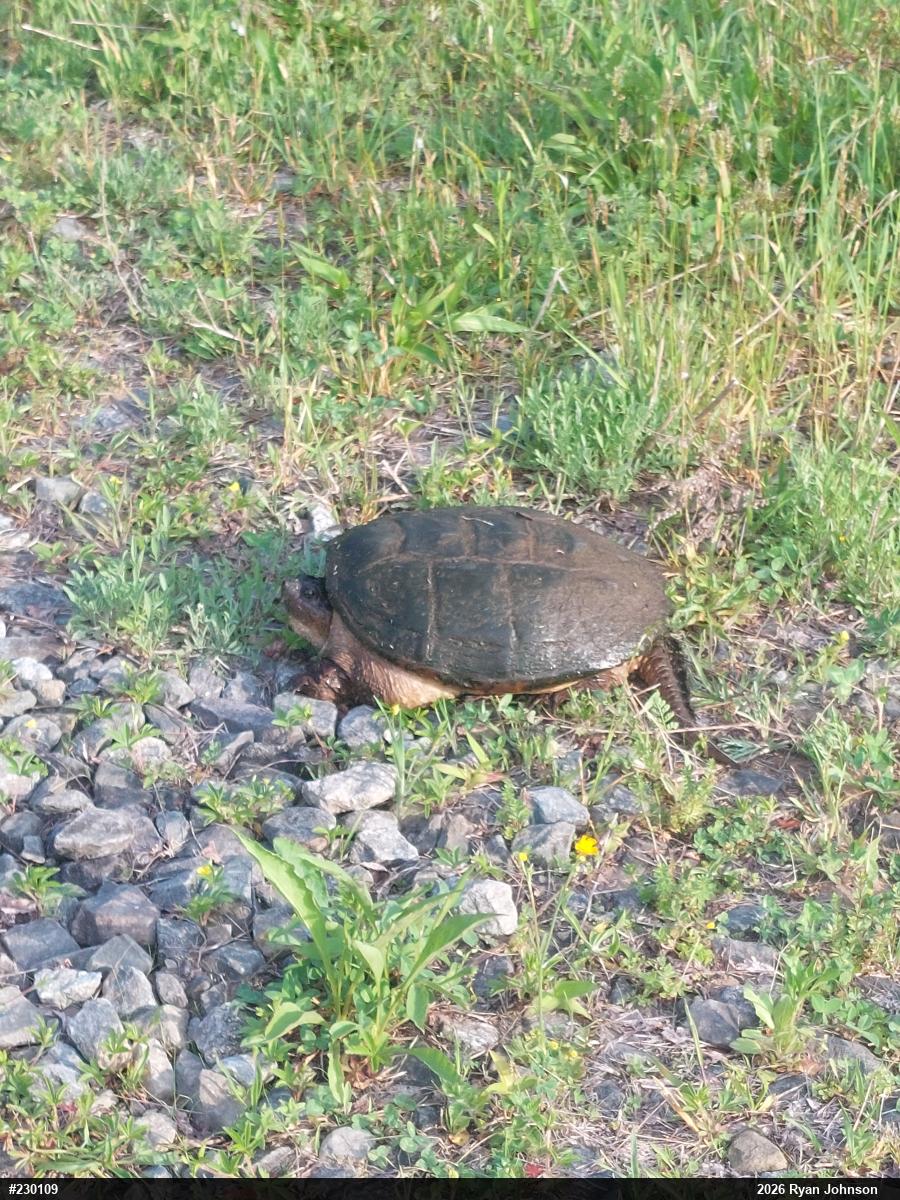 Snapping Turtle