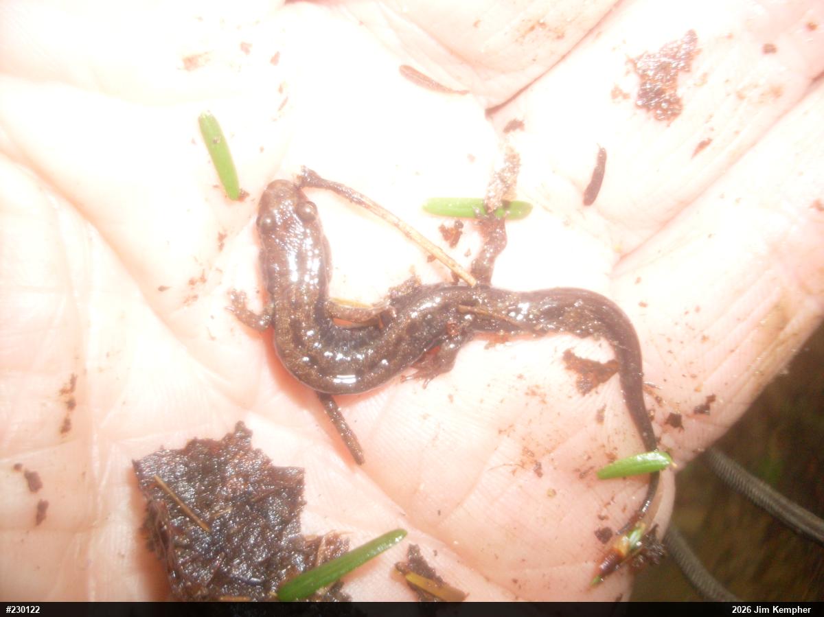 Allegheny Mountain Dusky Salamander