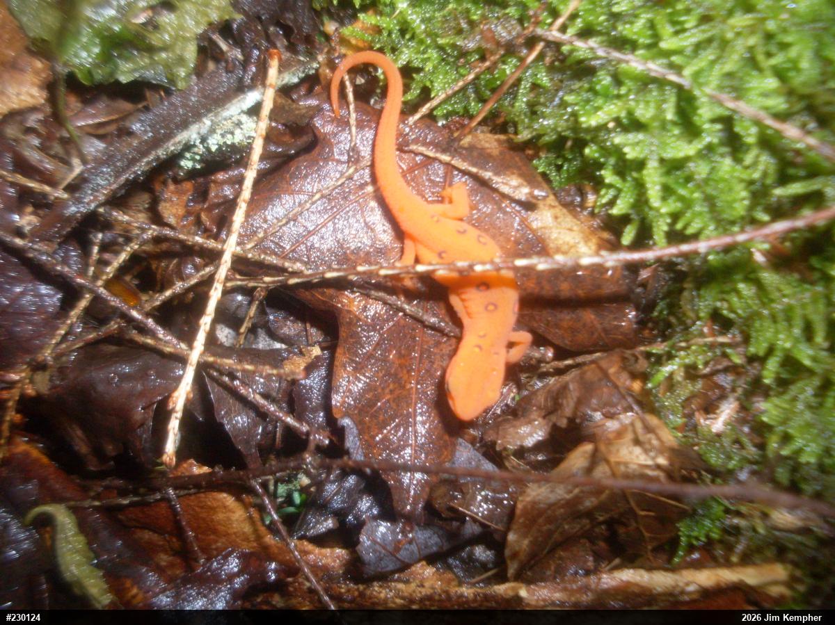 Red-spotted Newt