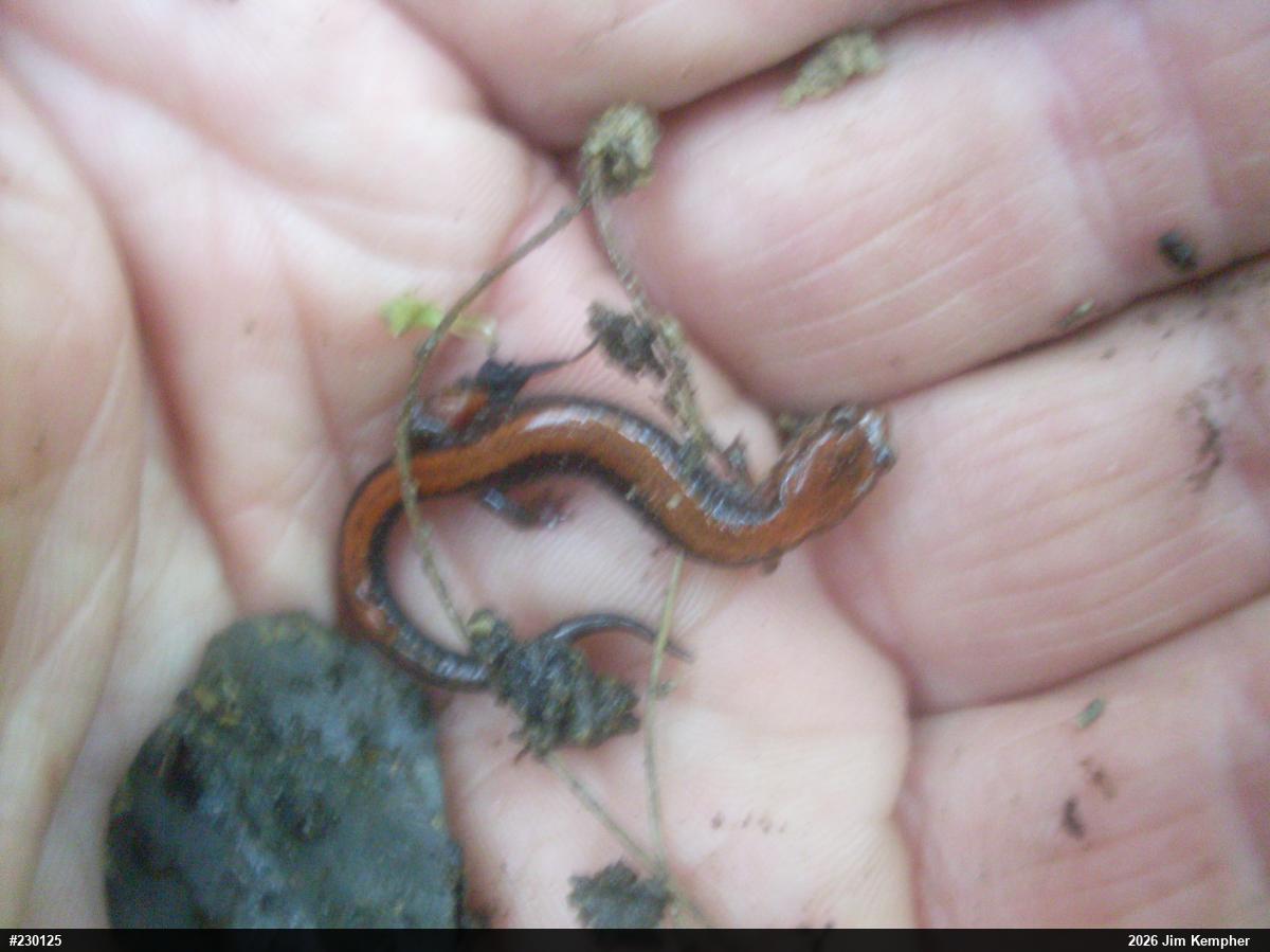 Eastern Red-backed  Salamander