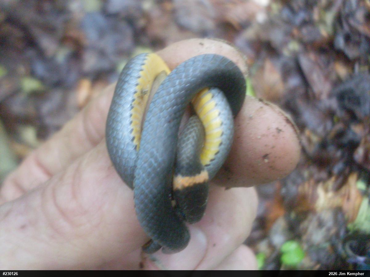 Northern Ring-necked Snake