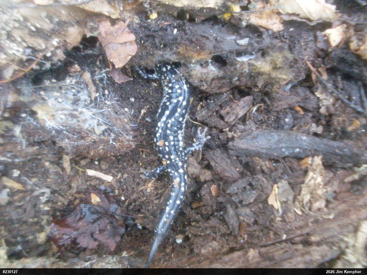 Northern Slimy Salamander