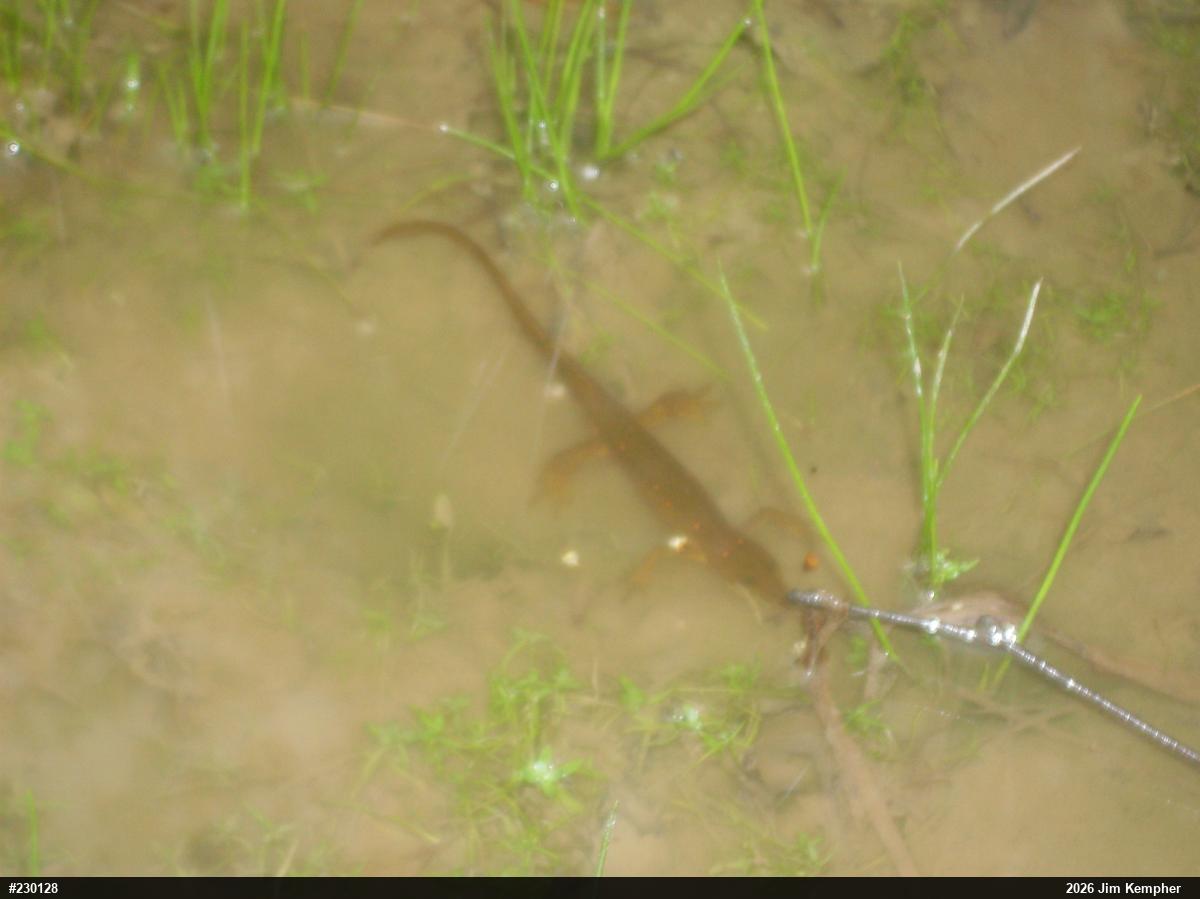Red-spotted Newt