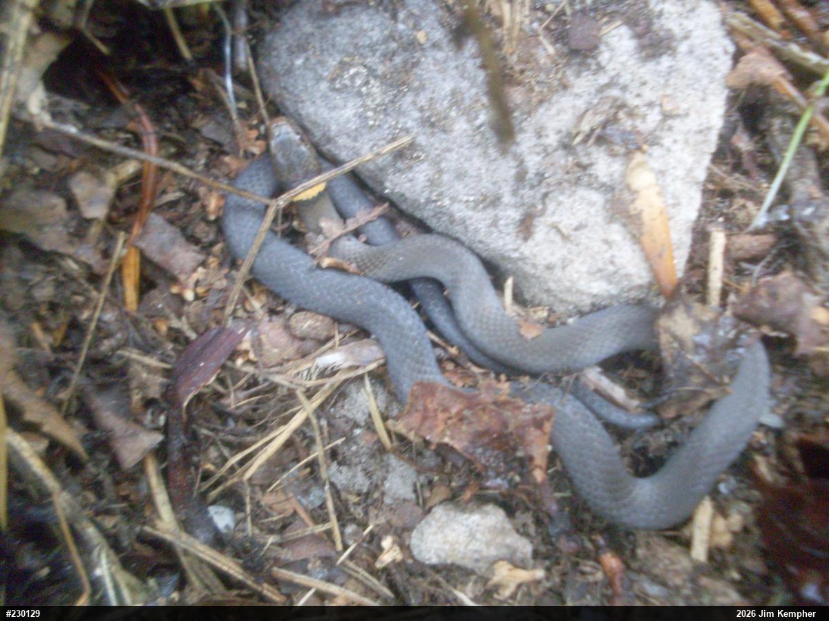 Northern Ring-necked Snake