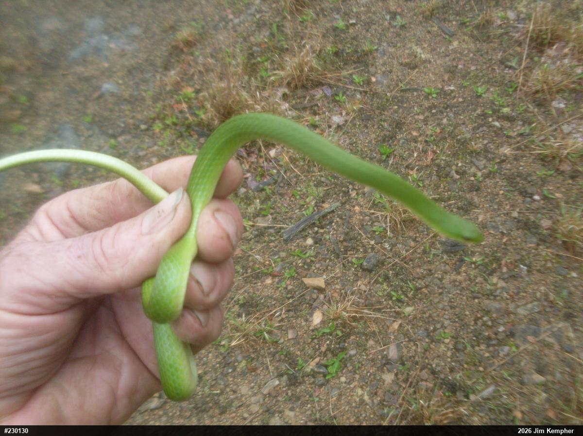 Smooth Greensnake