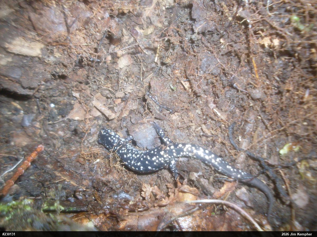 Northern Slimy Salamander