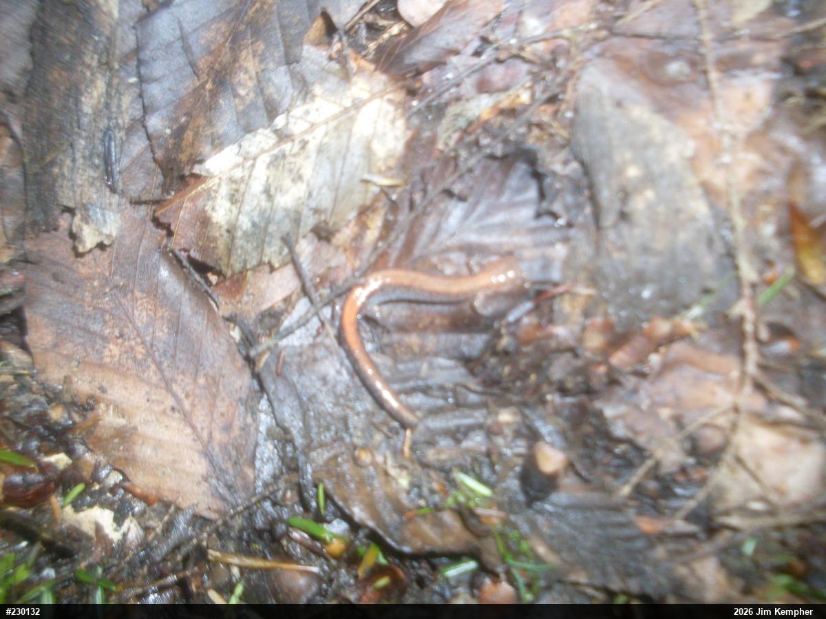 Eastern Red-backed  Salamander