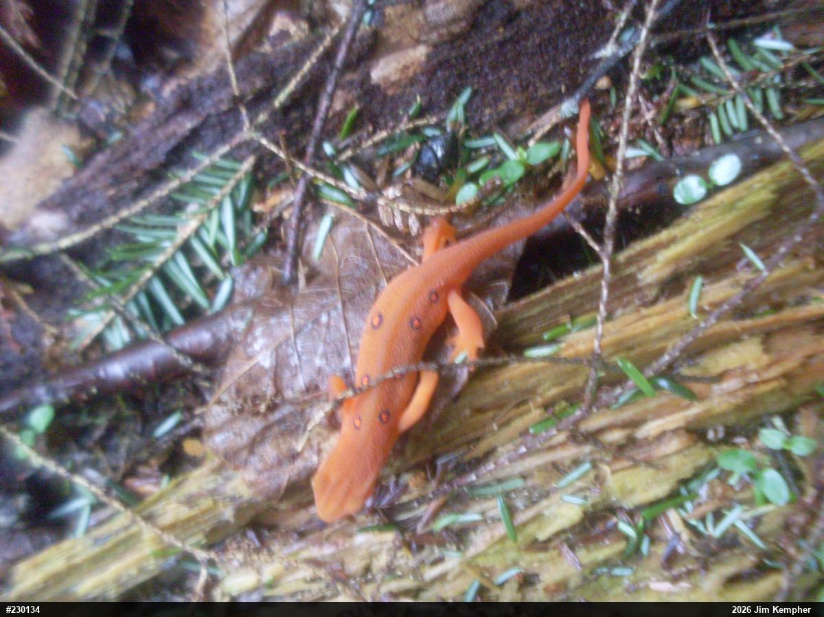 Red-spotted Newt