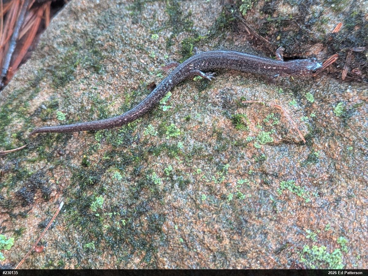 Valley And Ridge Salamander