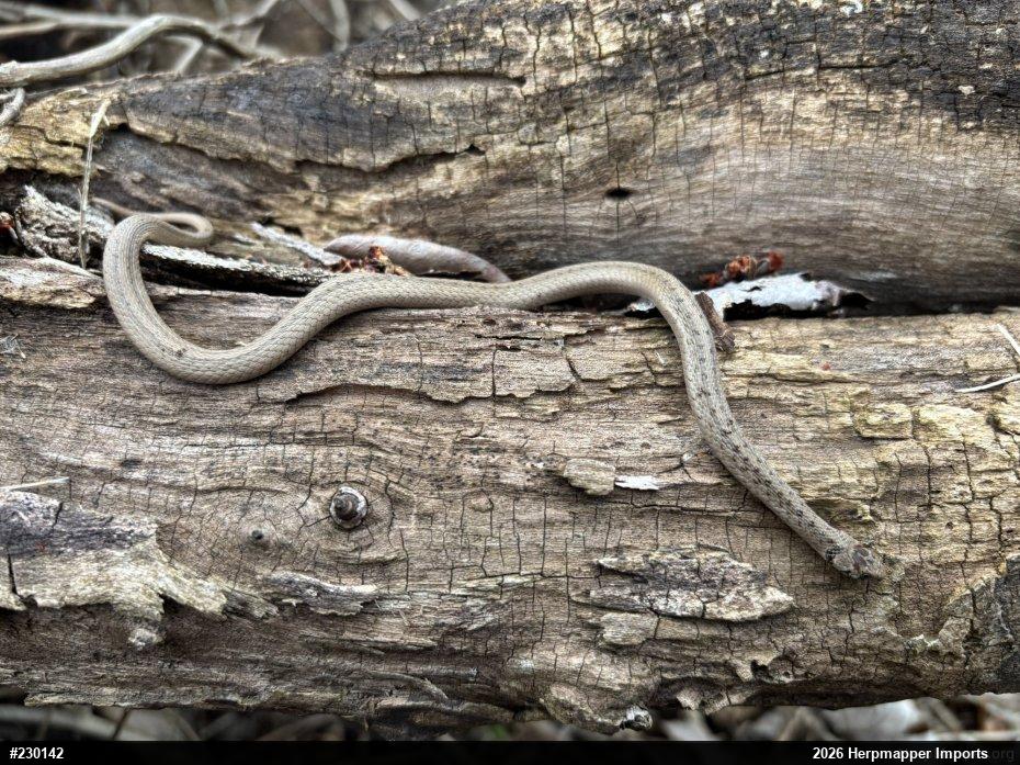 Dekay's Brownsnake
