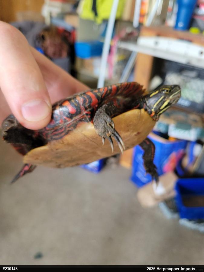 Eastern Painted Turtle