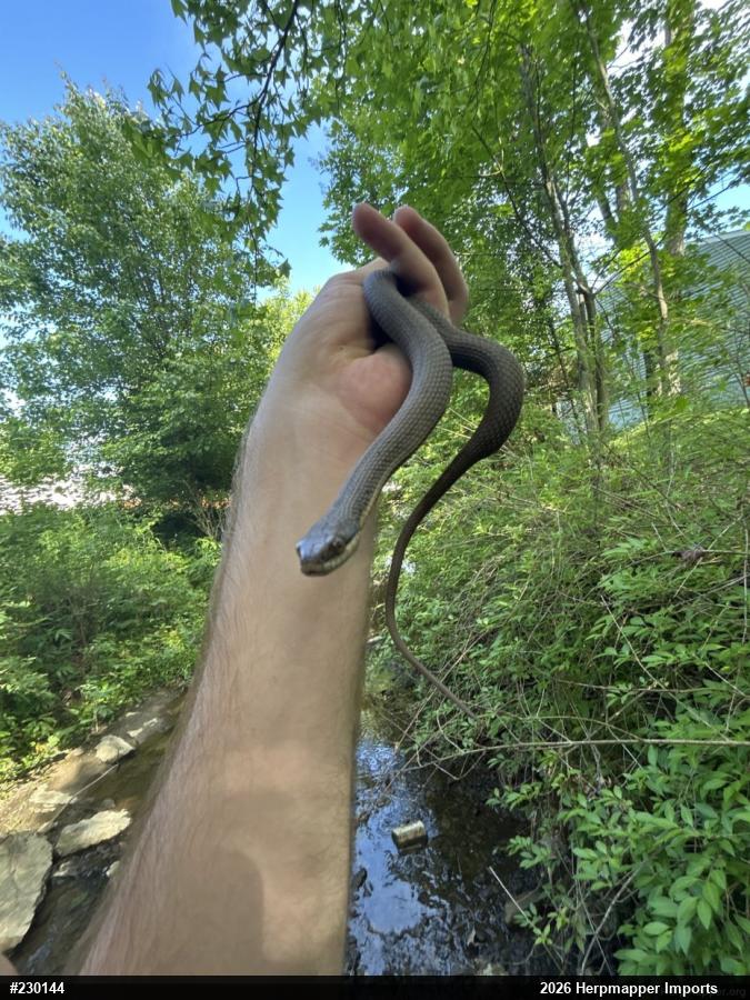 Queensnake