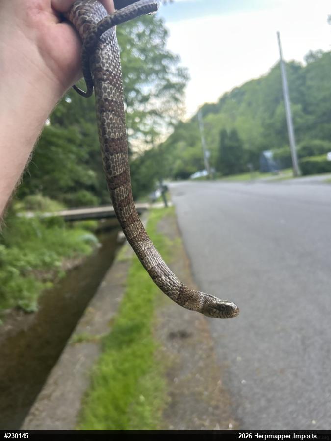 Northern Watersnake