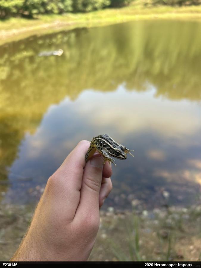 Pickerel Frog