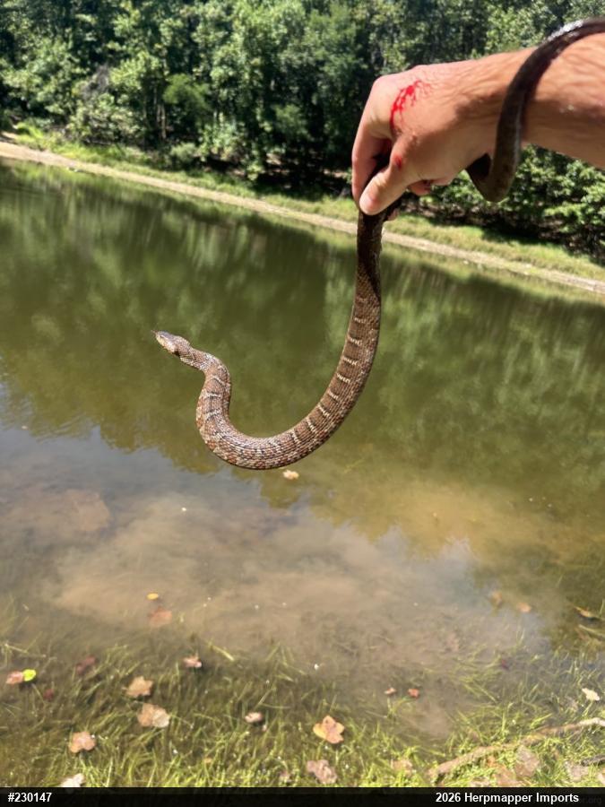 Northern Watersnake