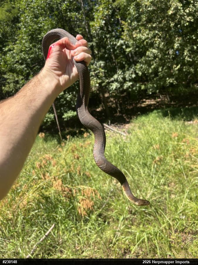 Northern Watersnake