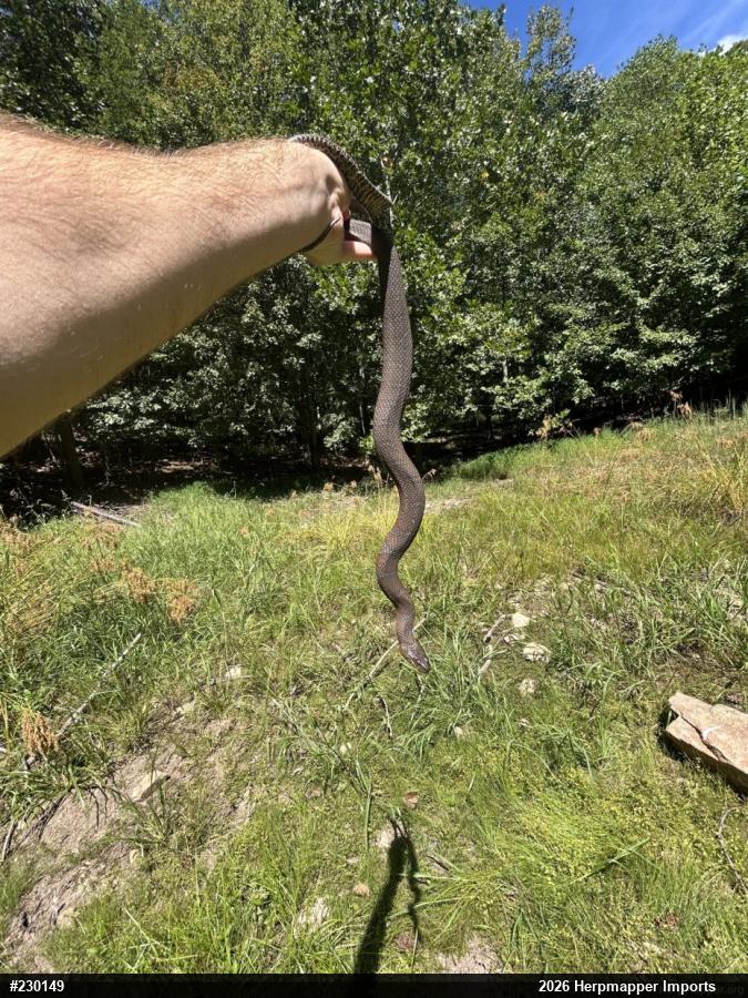 Northern Watersnake