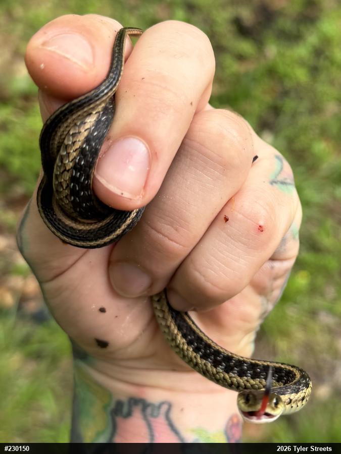 Eastern Gartersnake