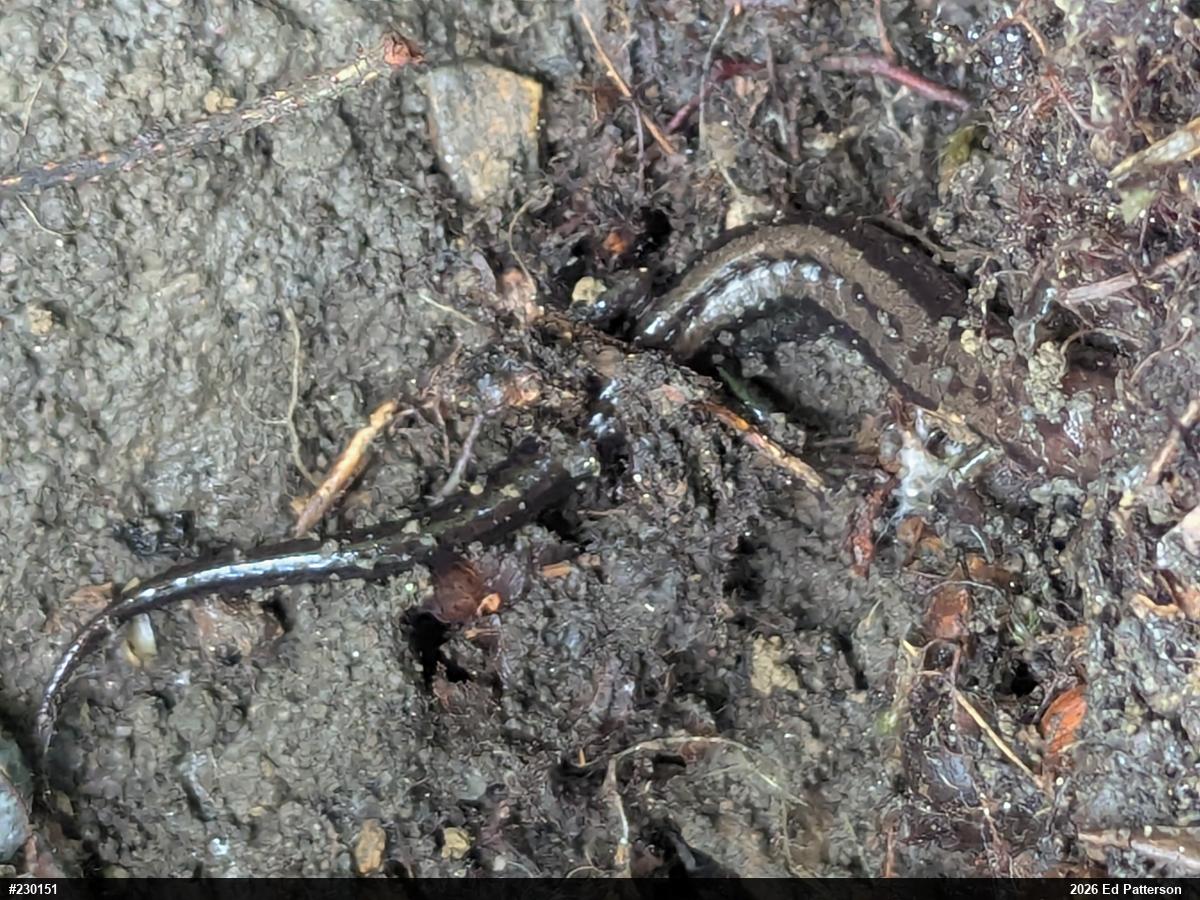 Allegheny Mountain Dusky Salamander