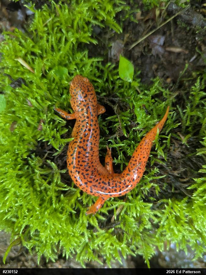Northern Red Salamander
