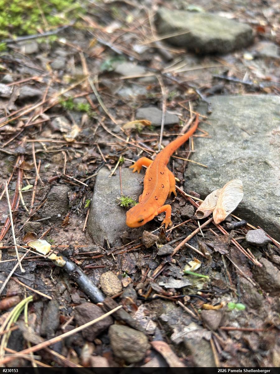 Red-spotted Newt