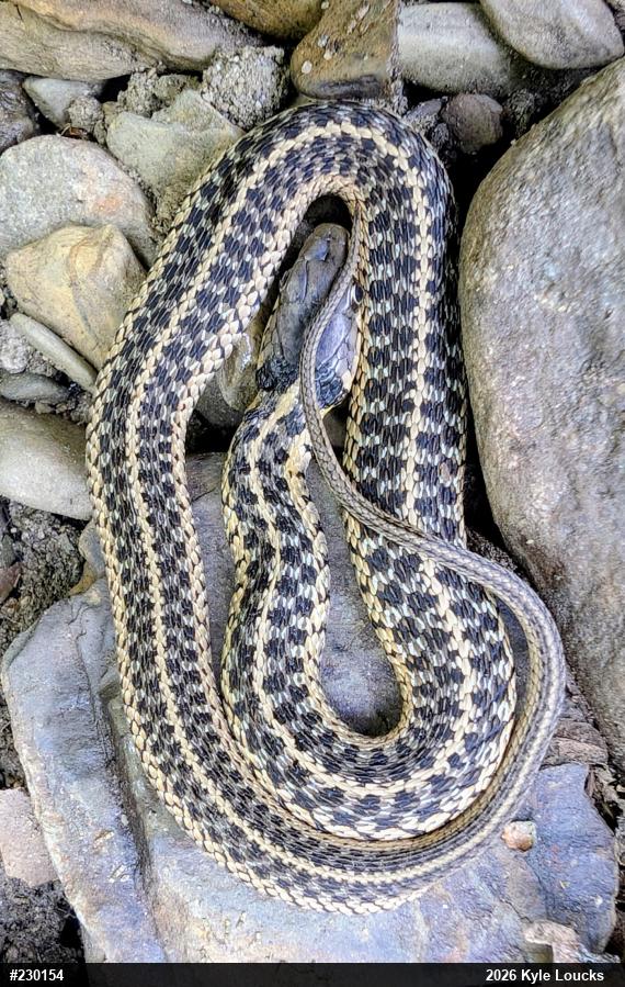 Eastern Gartersnake