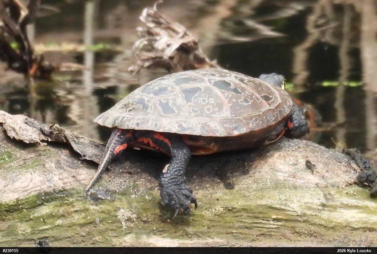 Eastern Painted Turtle