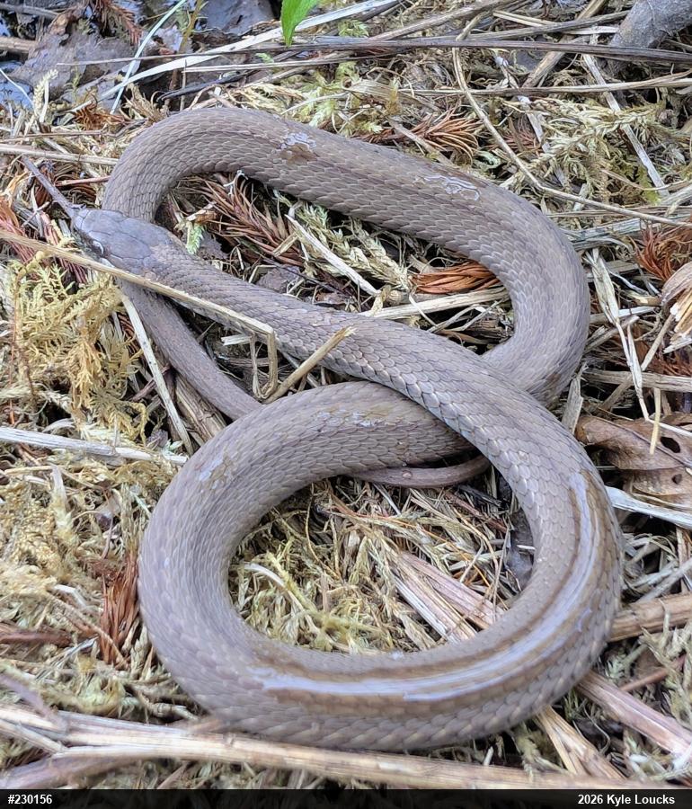 Red-bellied Snake