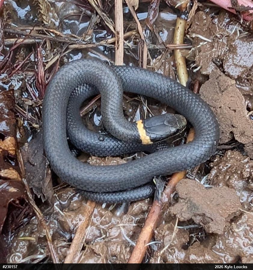 Northern Ring-necked Snake