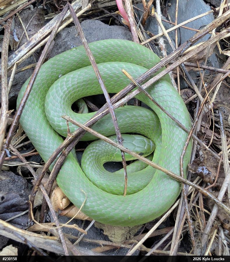 Smooth Greensnake