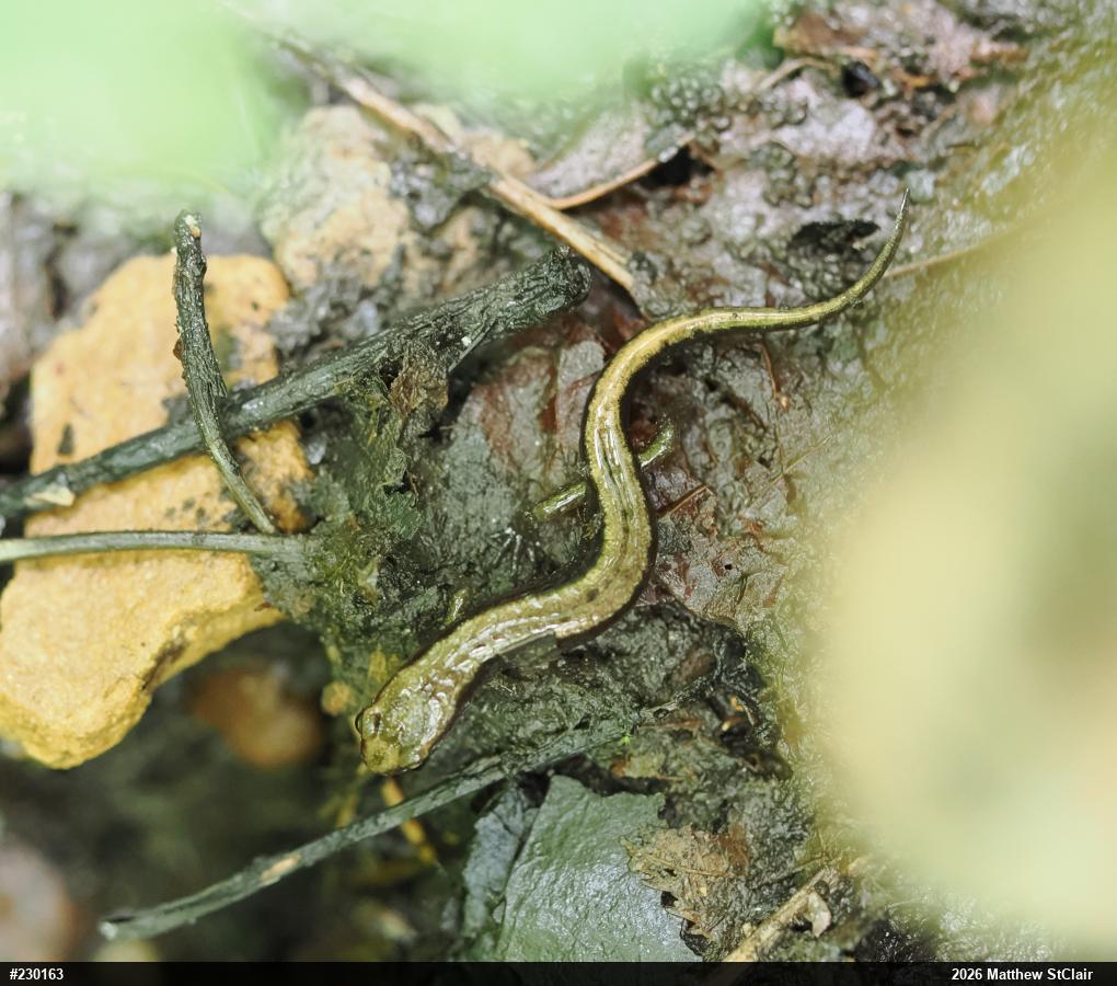Allegheny Mountain Dusky Salamander