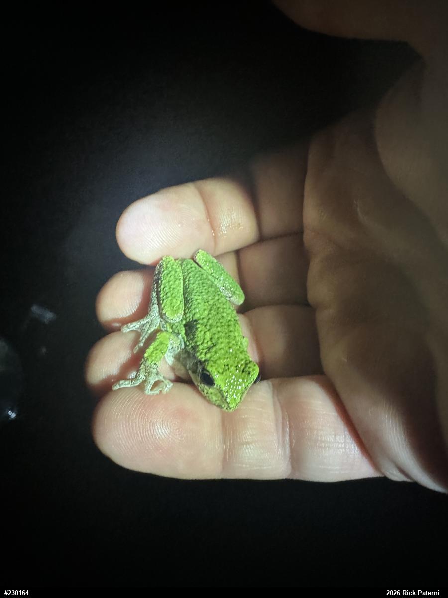 Unknown Gray Treefrog