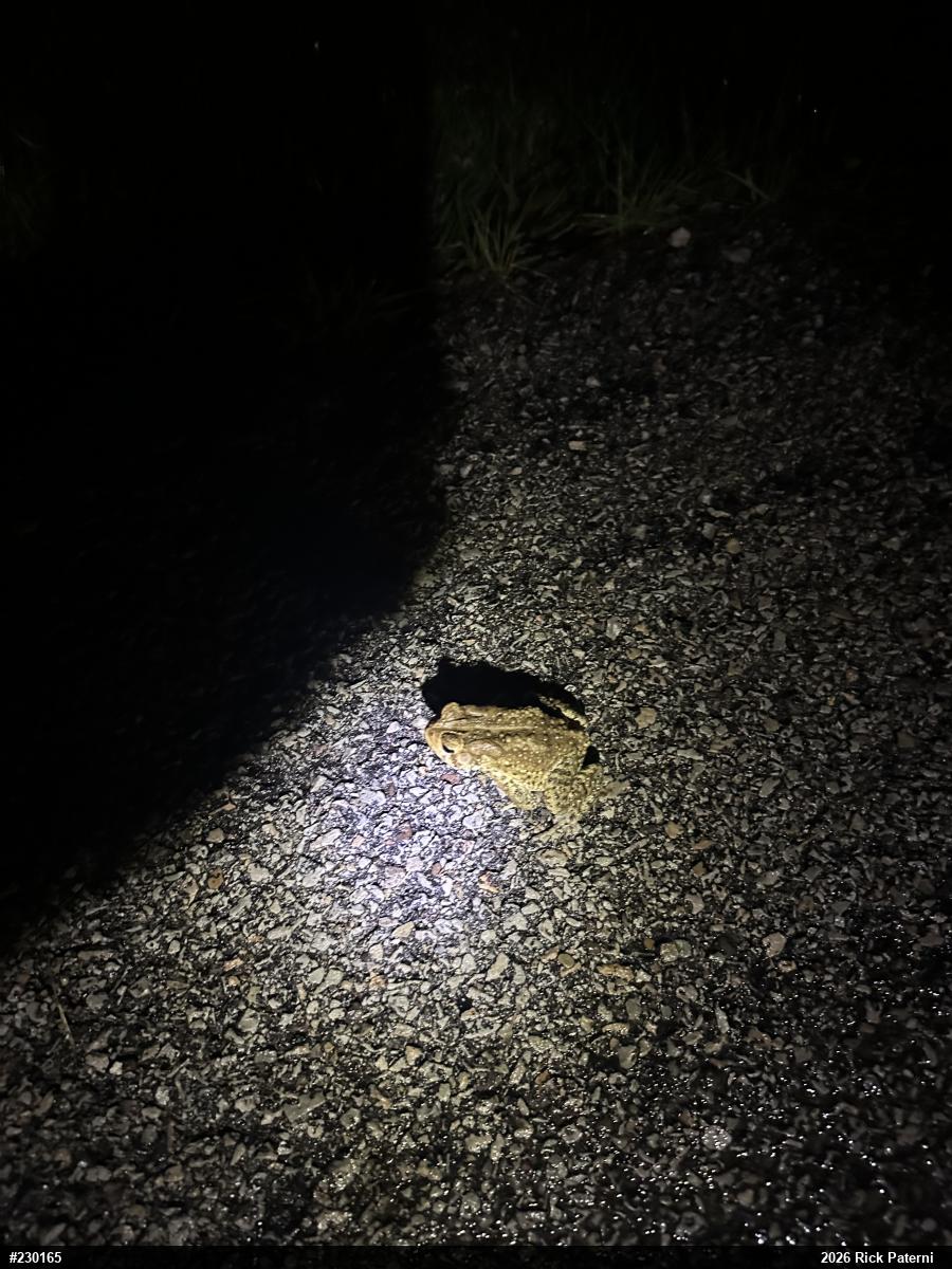 Eastern American Toad