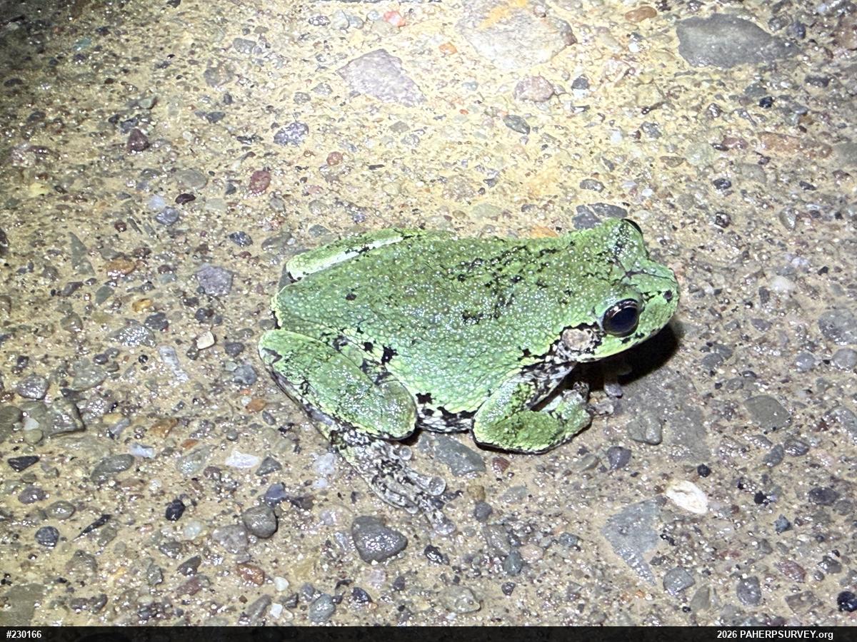 Unknown Gray Treefrog