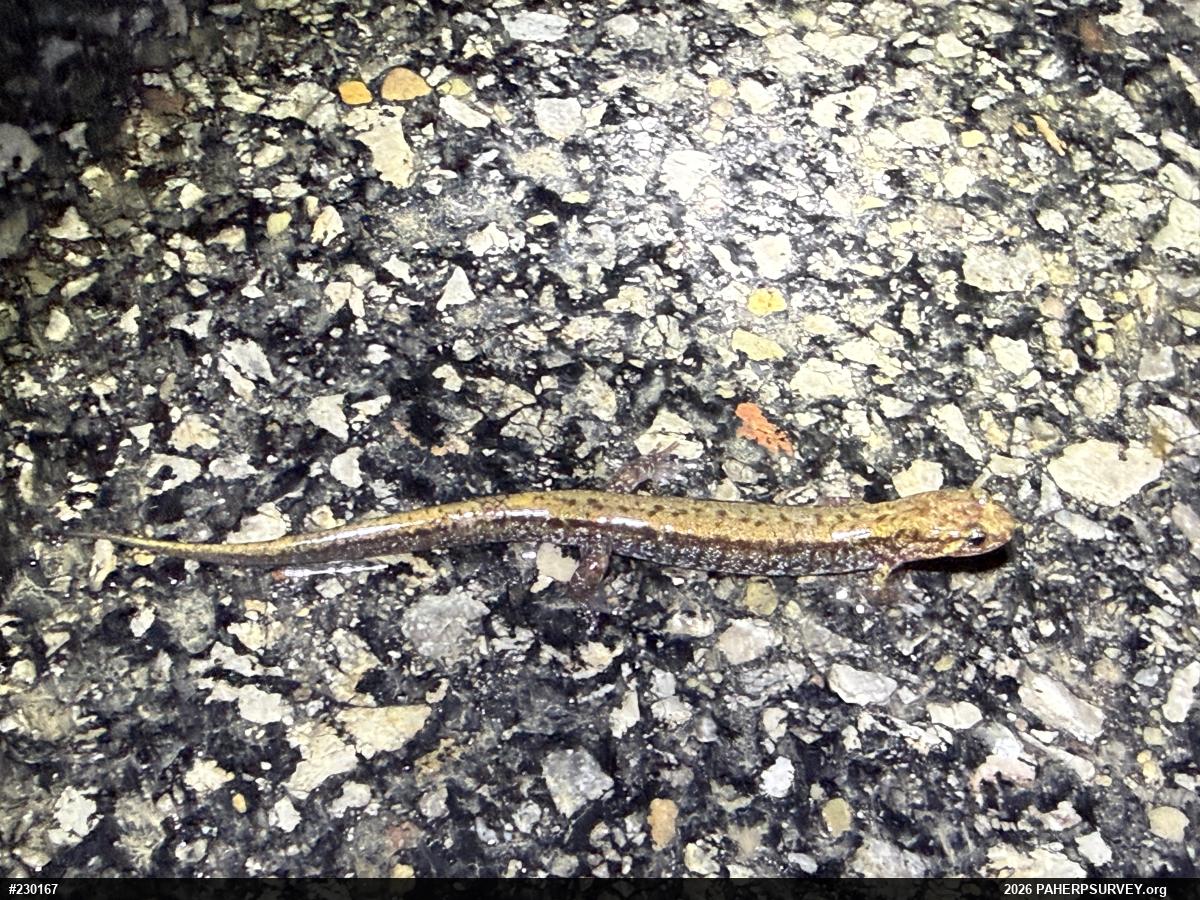 Allegheny Mountain Dusky Salamander