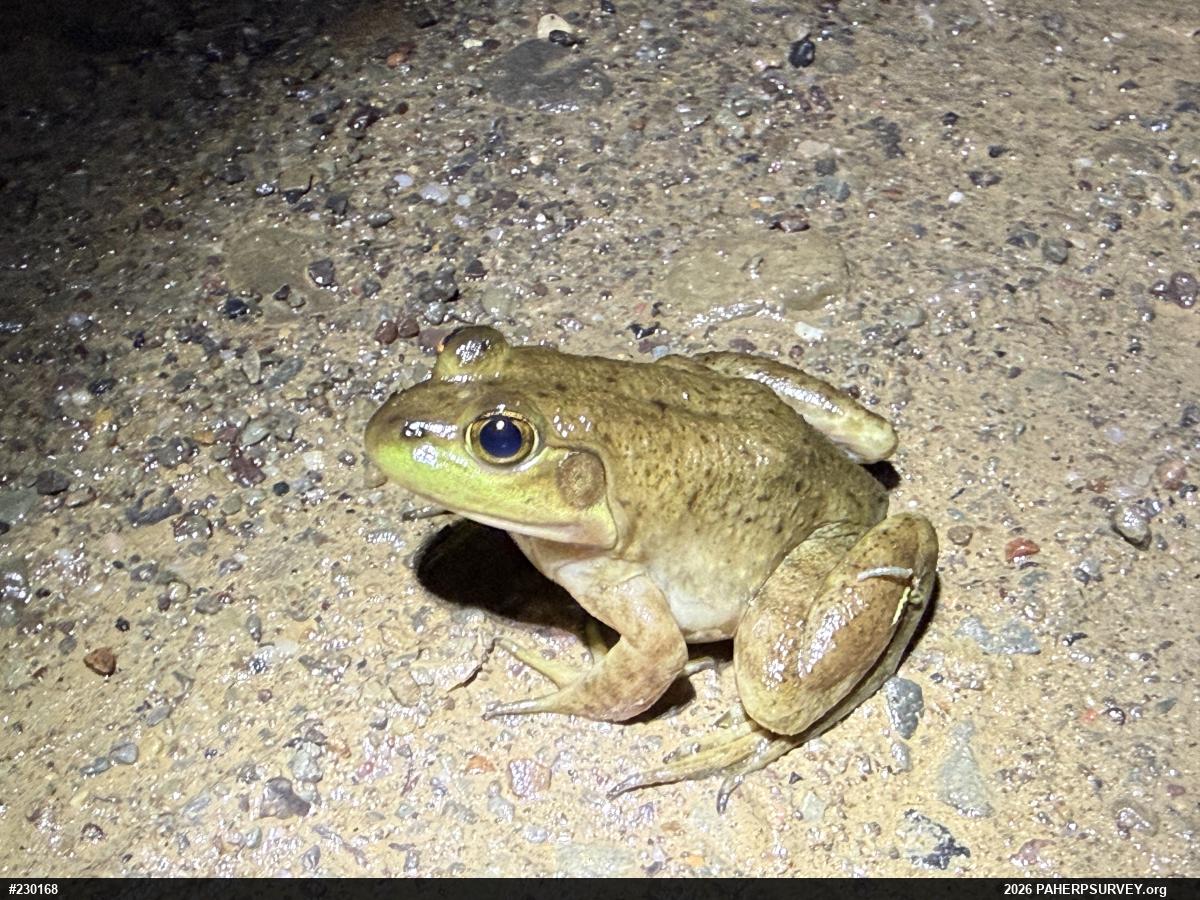 American Bullfrog