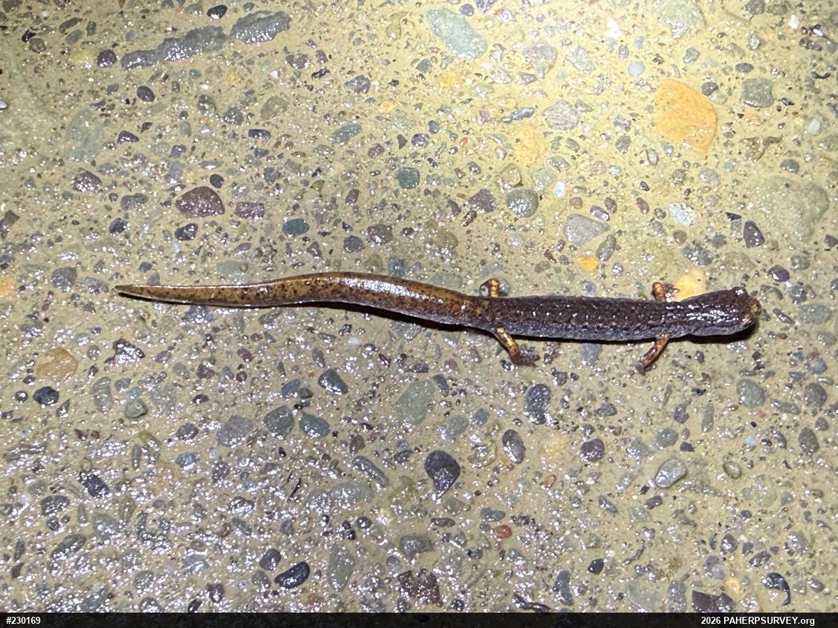 Four-toed Salamander