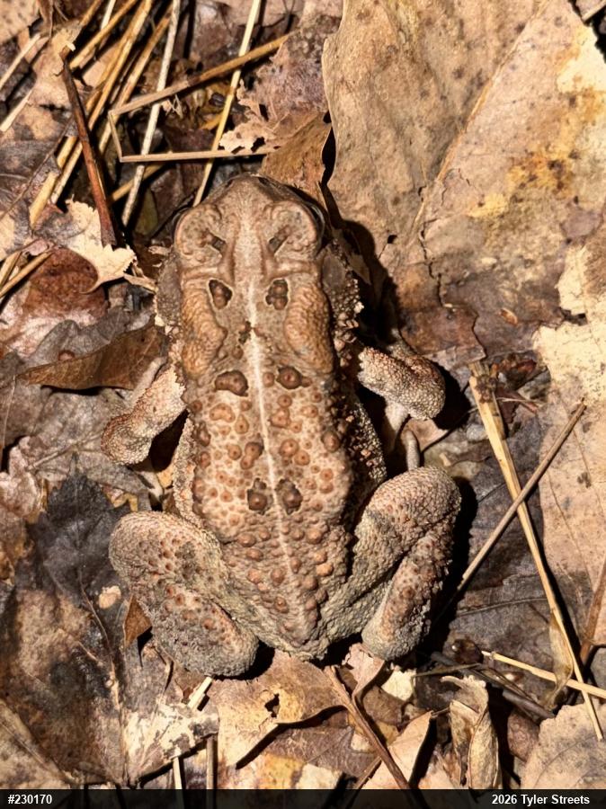 Eastern American Toad