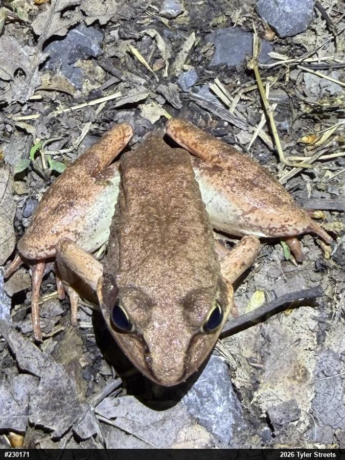 Wood Frog