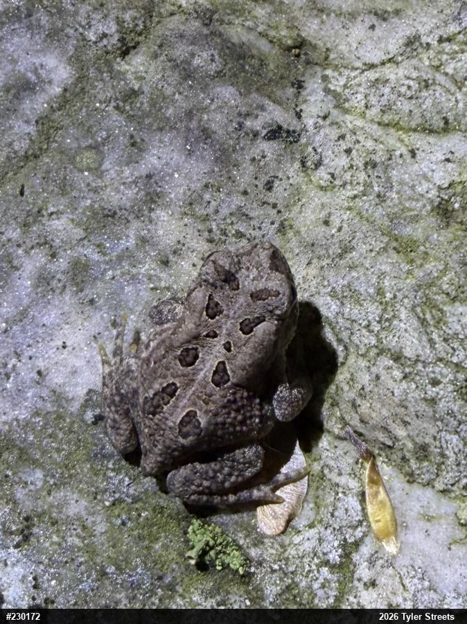Eastern American Toad