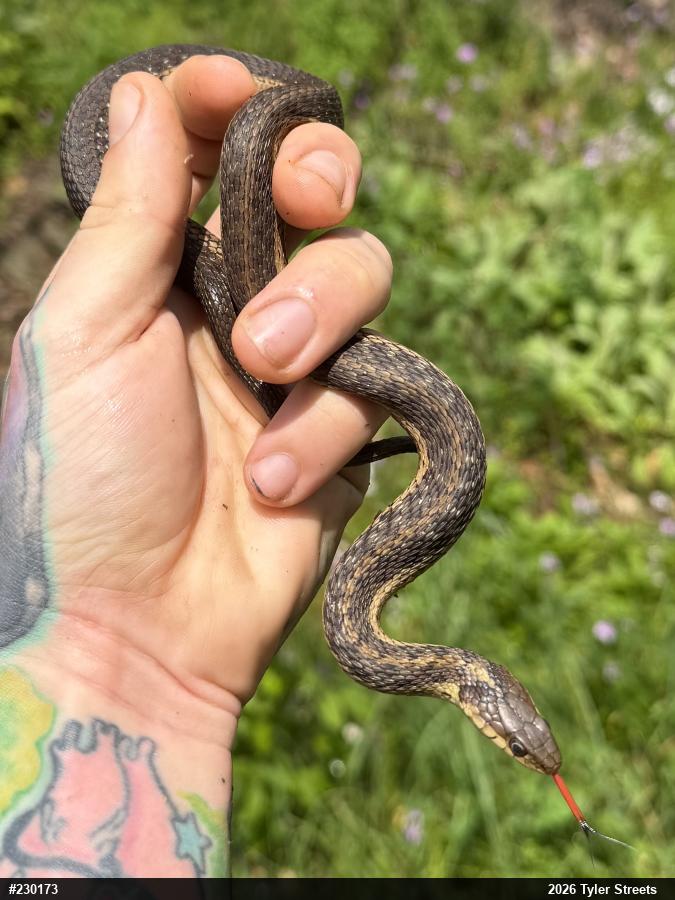 Eastern Gartersnake
