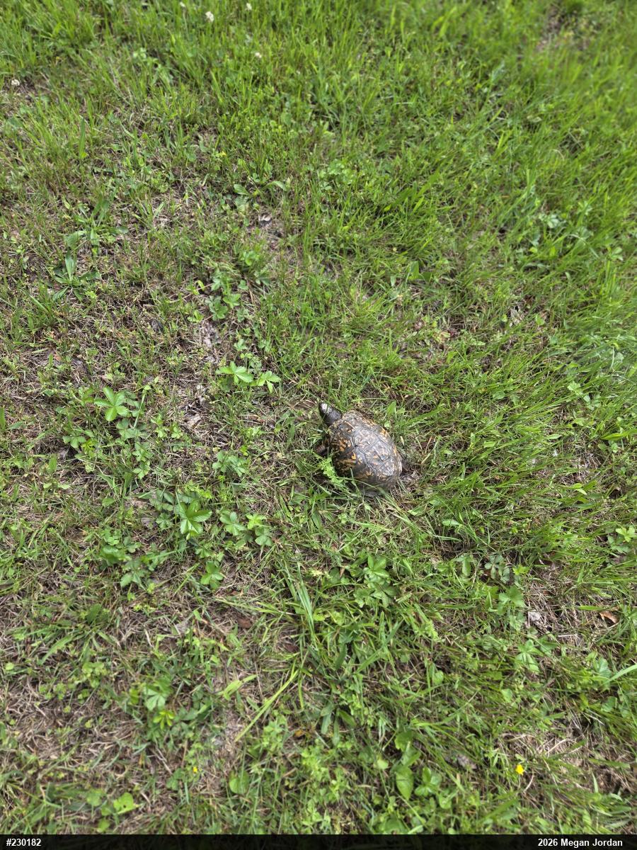 Eastern Box Turtle