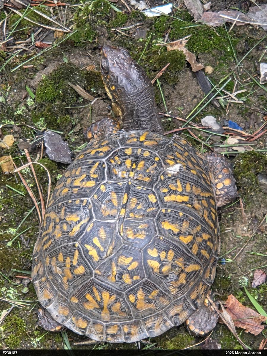 Eastern Box Turtle