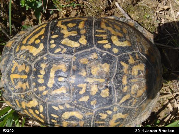 Eastern Box Turtle