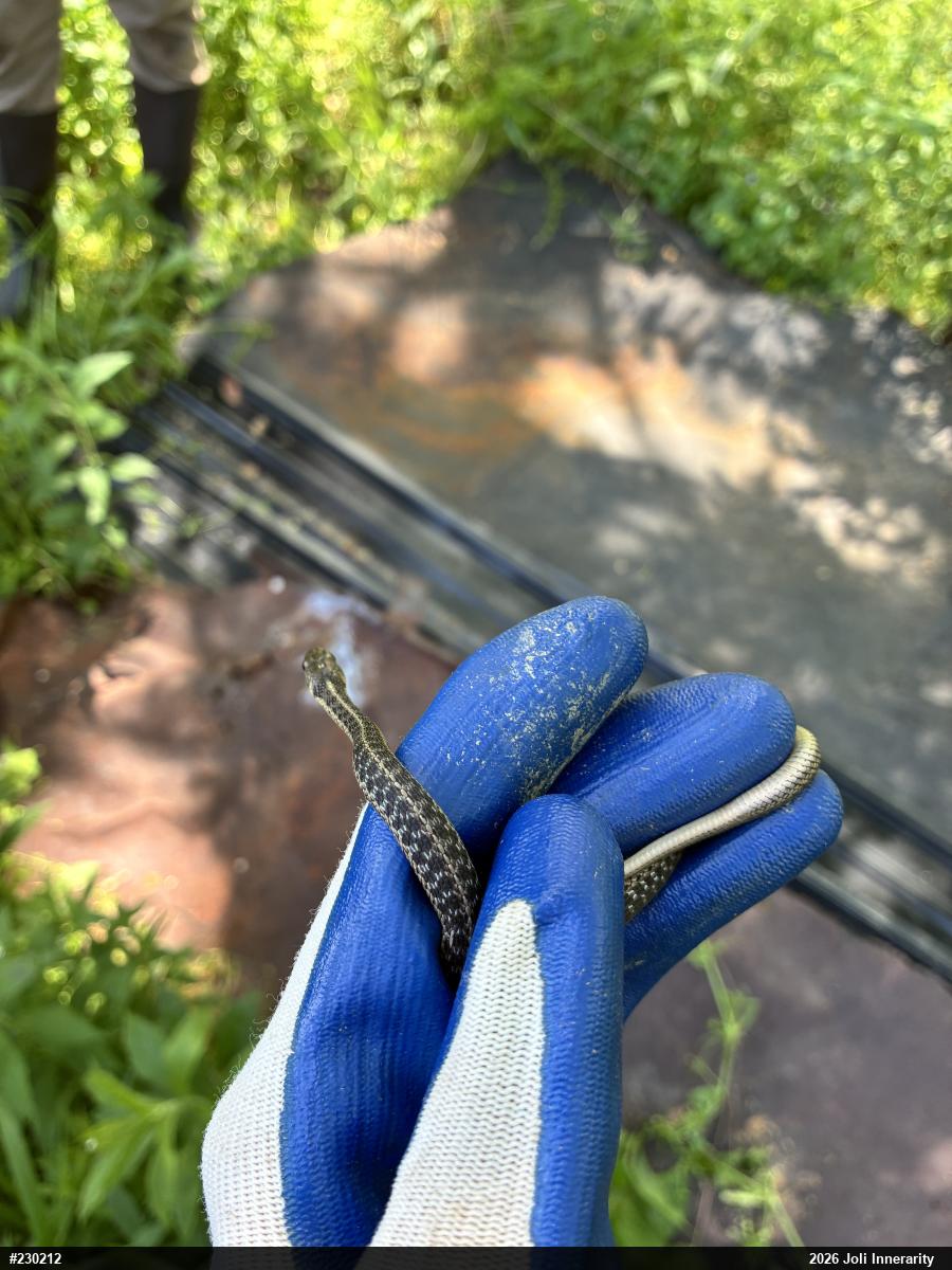 Eastern Gartersnake
