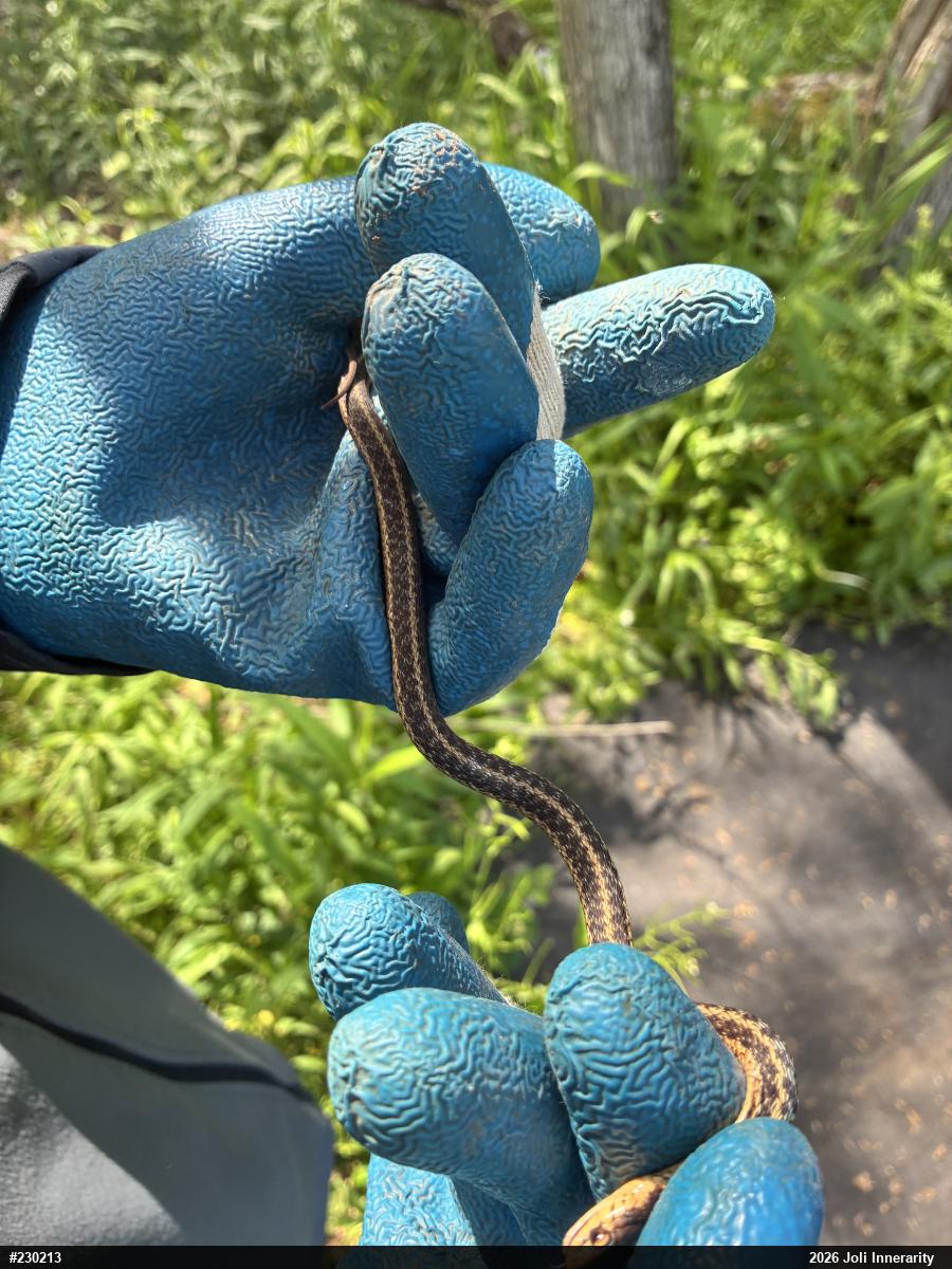 Eastern Gartersnake