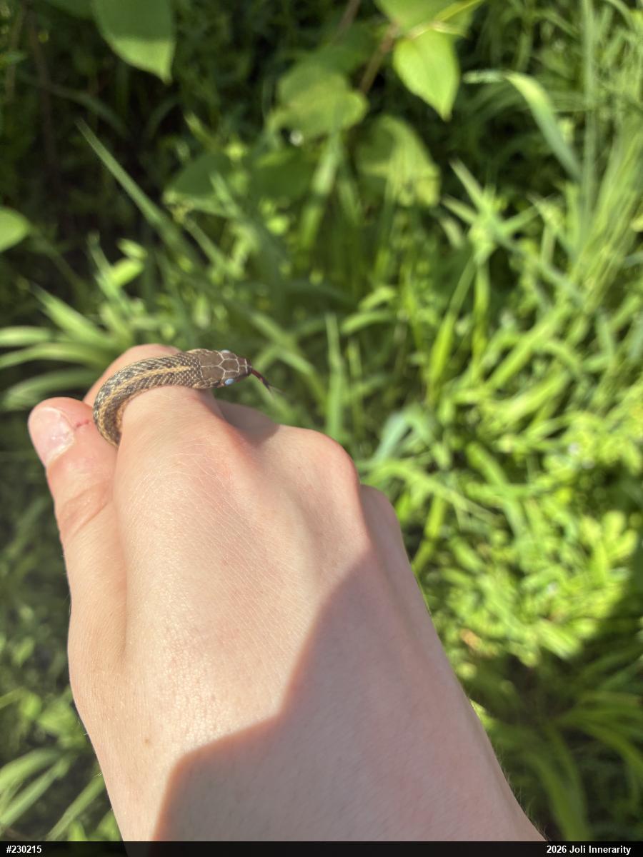Eastern Gartersnake